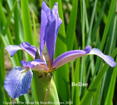 Belise (3)